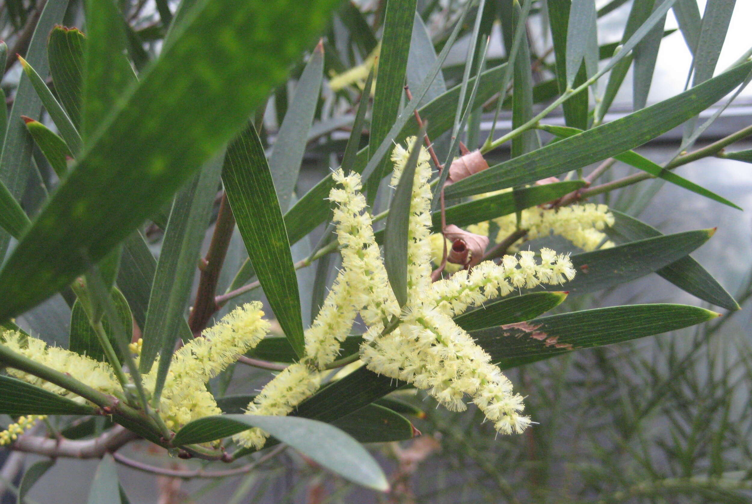 Imagem de Acacia longifolia (Andrews) Willd.