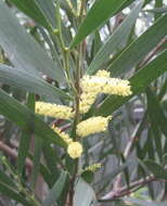 Imagem de Acacia longifolia (Andrews) Willd.