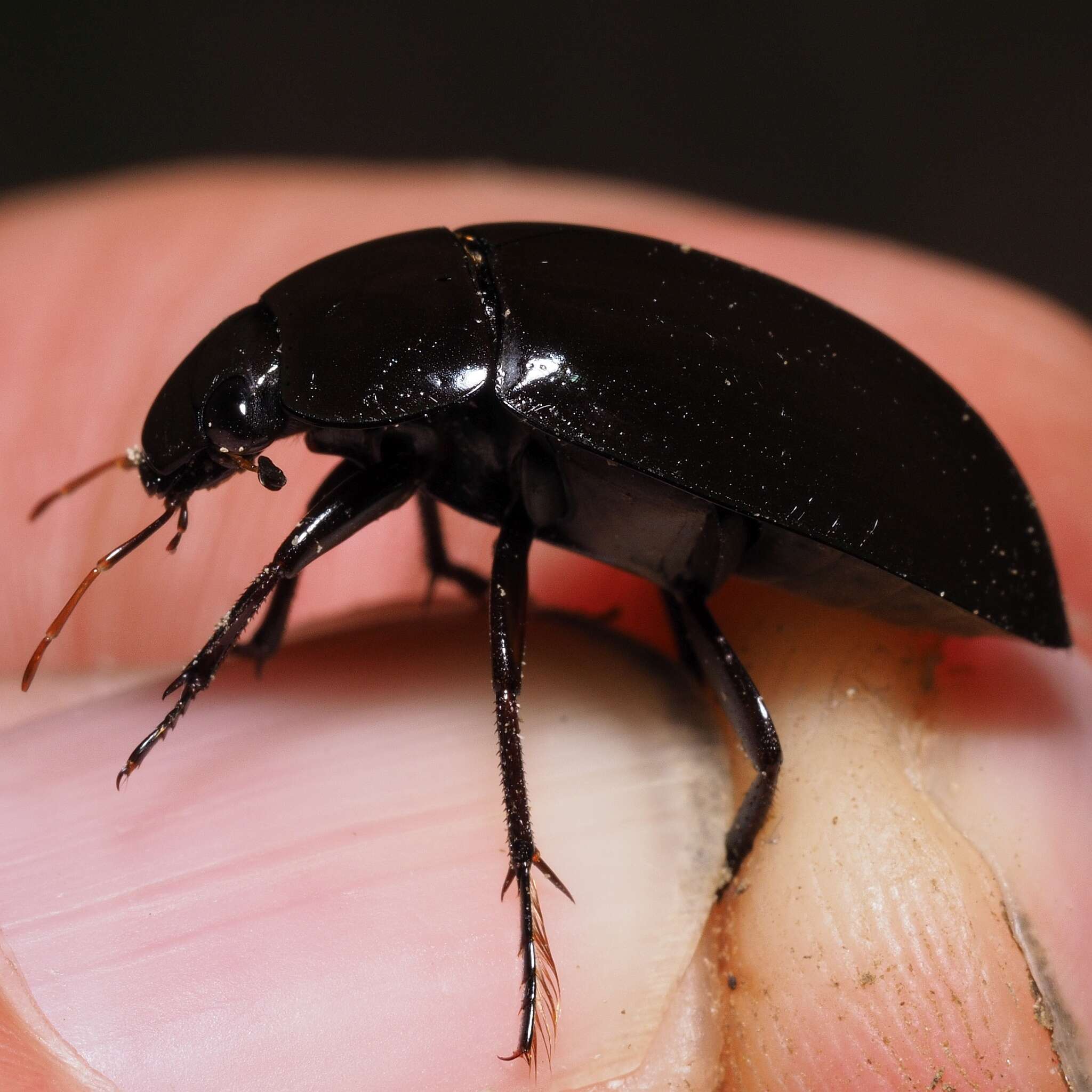 Image of Lesser silver water beetle