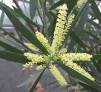 Imagem de Acacia longifolia (Andrews) Willd.