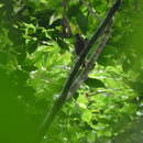 Image of Spotted Honeyguide