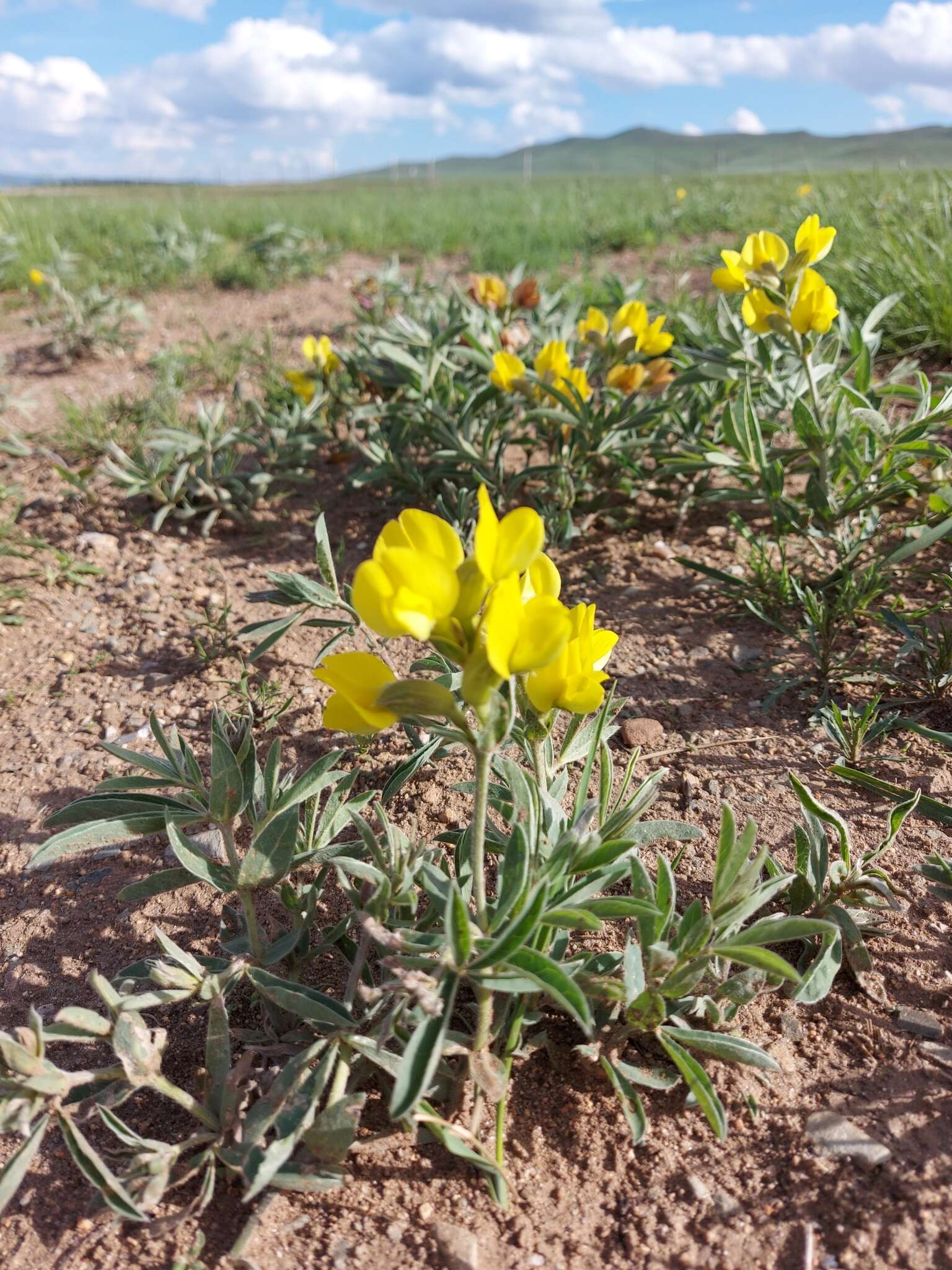 Image of Thermopsis dahurica Czefr.