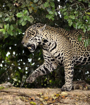 Image of Panthera onca palustris (Ameghino 1888)