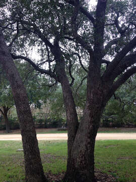 Image of Southern Live Oak