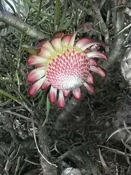 Image of Patent-leaf protea