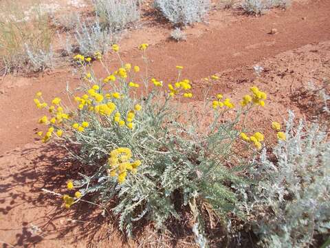 Image of Tanacetum achilleifolium (M. Bieb.) Sch. Bip.