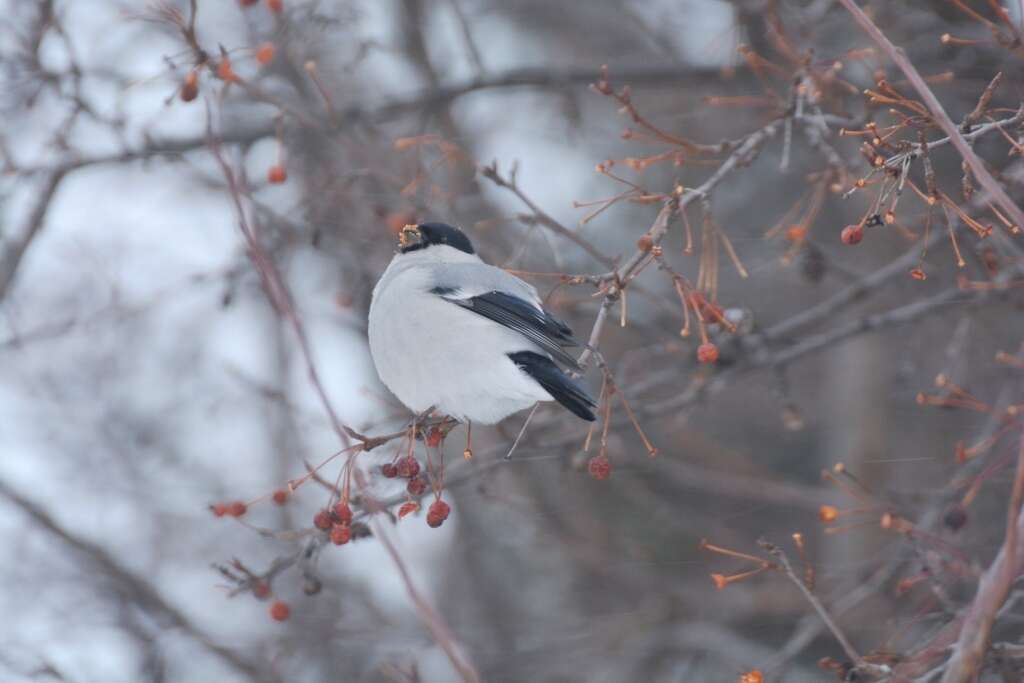 Image of Baikal Bullfinch