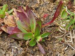 Image of Epilobium willisii Raven & Engelhorn