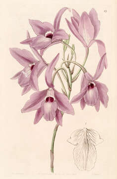 Image of pale laelia