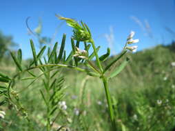 Image of Hairy Tare