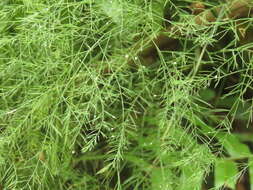 Image of Broom asparagus