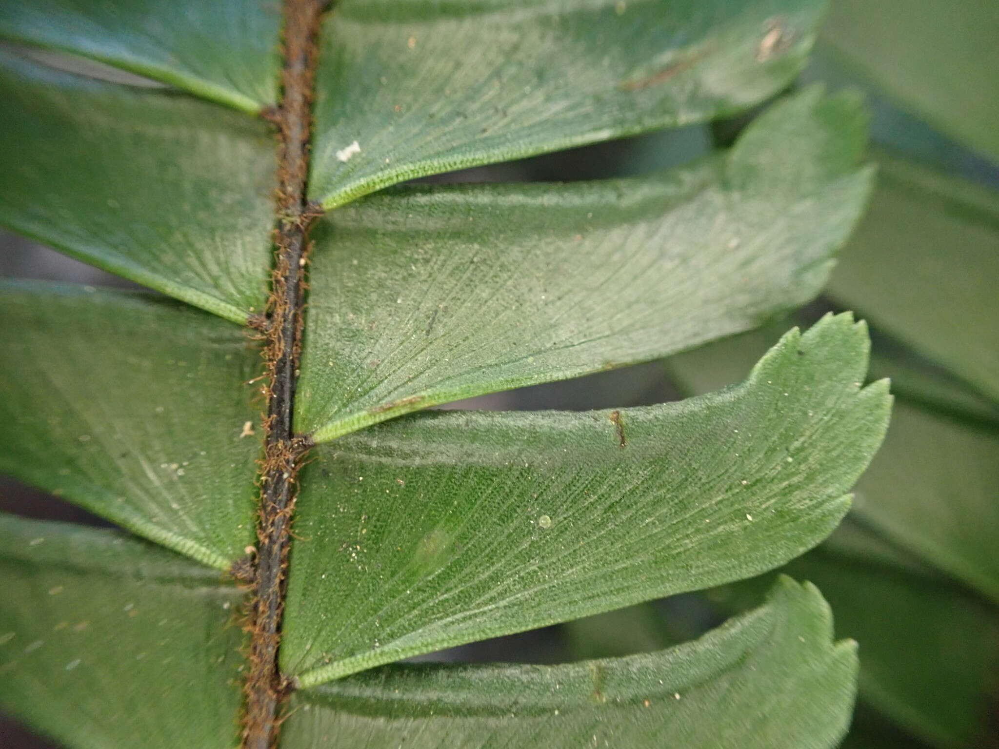 Plancia ëd Adiantum pulverulentum L.