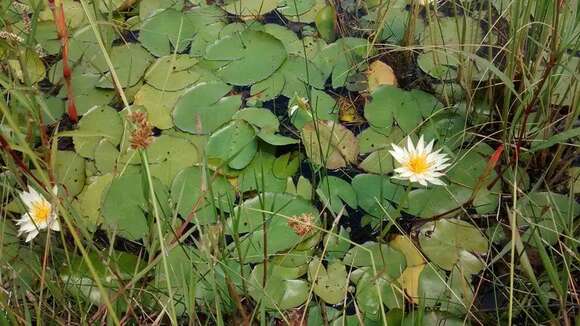 Image of Nymphaea gracilis Zucc.