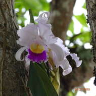 Imagem de Cattleya trianae Linden & Rchb. fil.