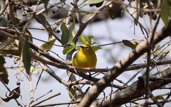 Image of Southern Yellow White-eye