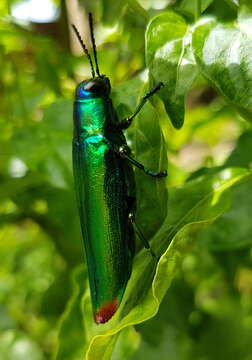 Image of Chrysochroa fulminans (Fabricius 1787)