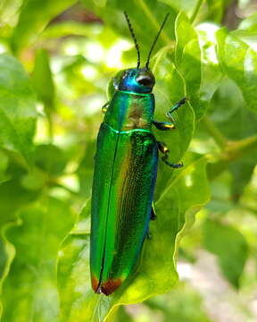 Image of Chrysochroa fulminans (Fabricius 1787)