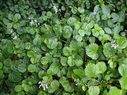 Image of whorled plectranthus