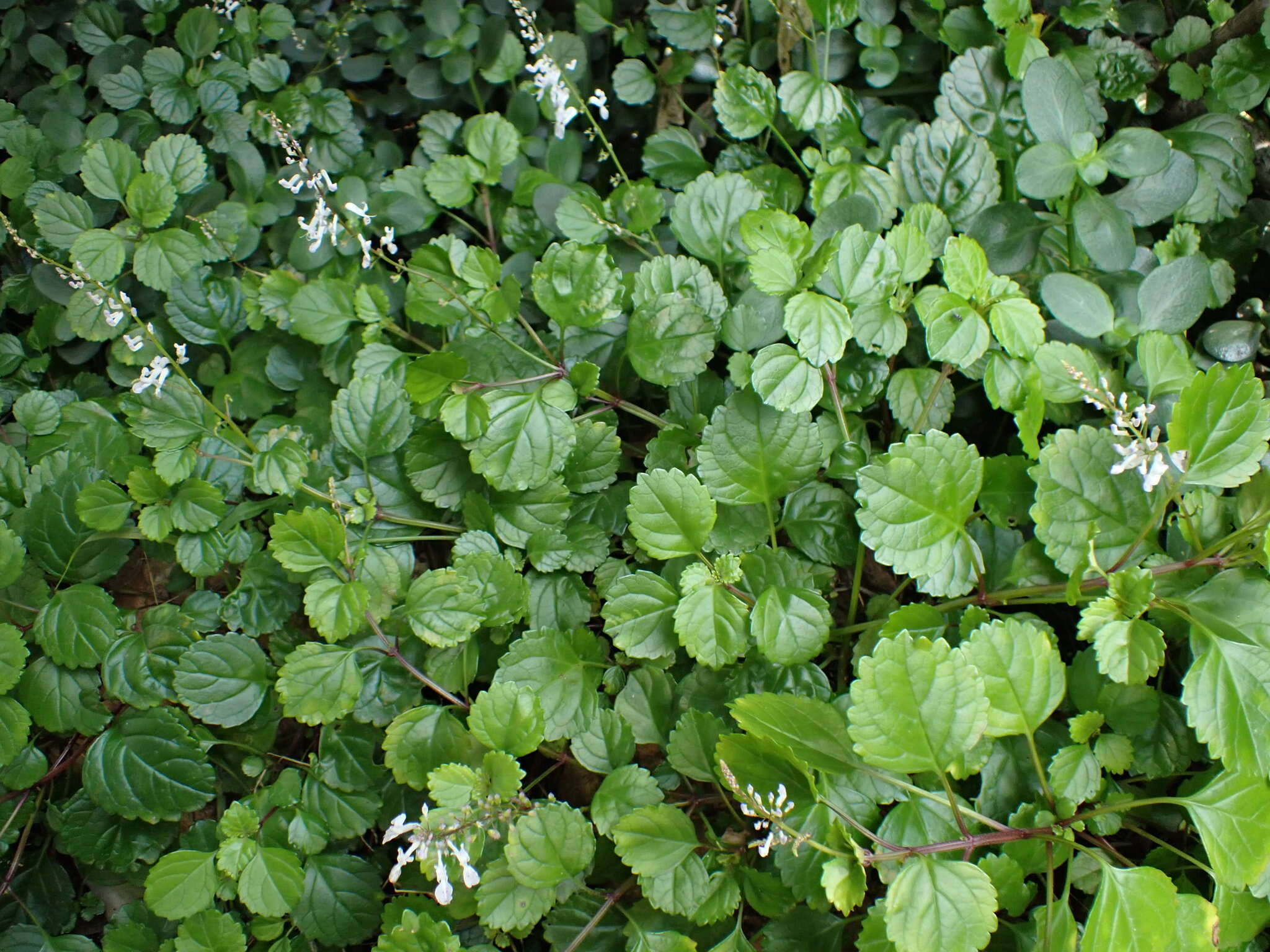 Image of whorled plectranthus