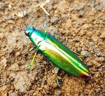 Image of Chrysochroa fulminans (Fabricius 1787)