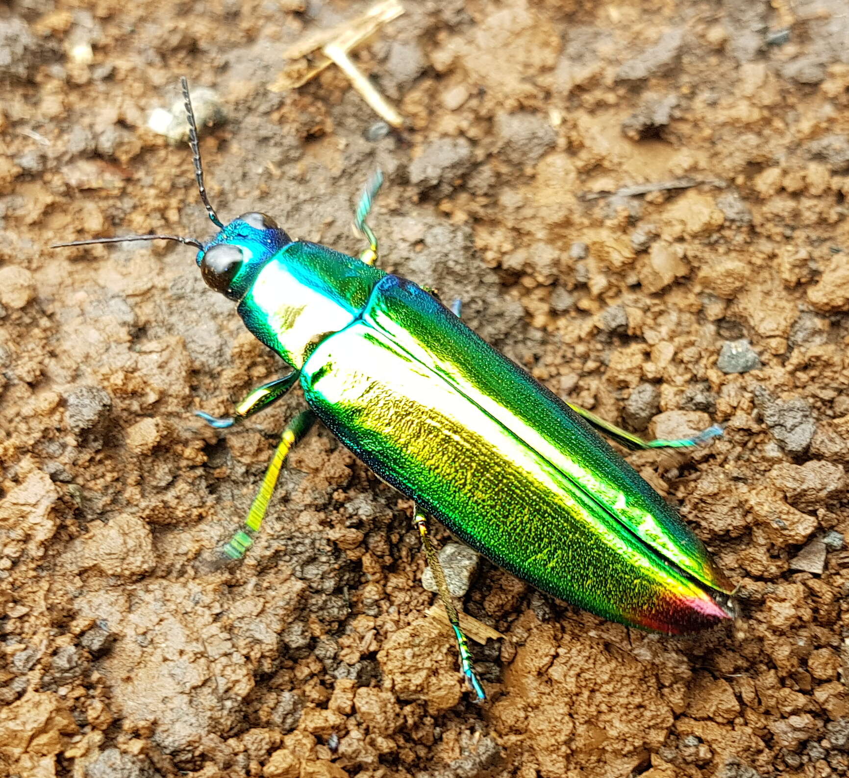 Image of Chrysochroa fulminans (Fabricius 1787)