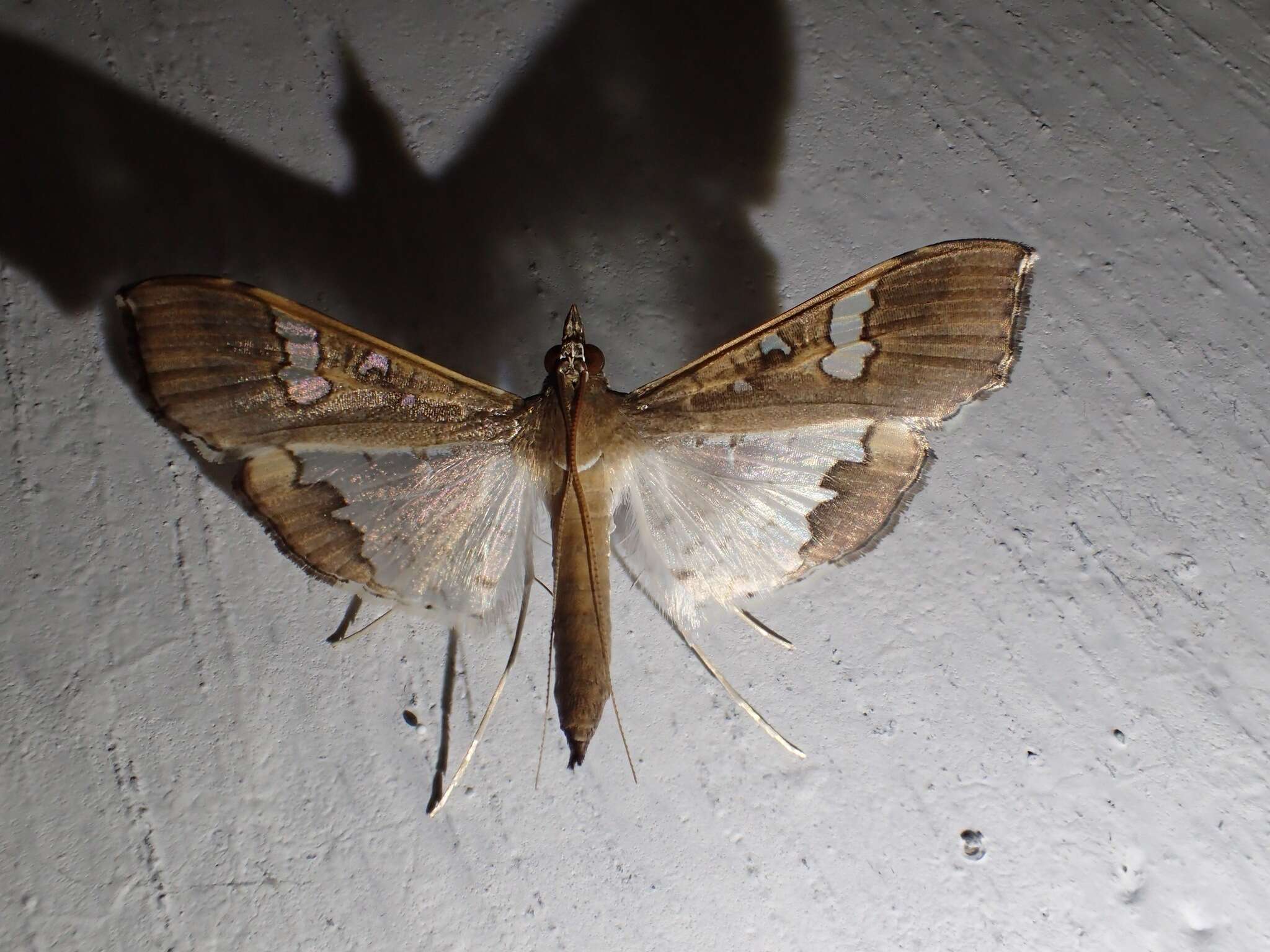 Image of Moth