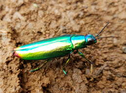 Image of Chrysochroa fulminans (Fabricius 1787)