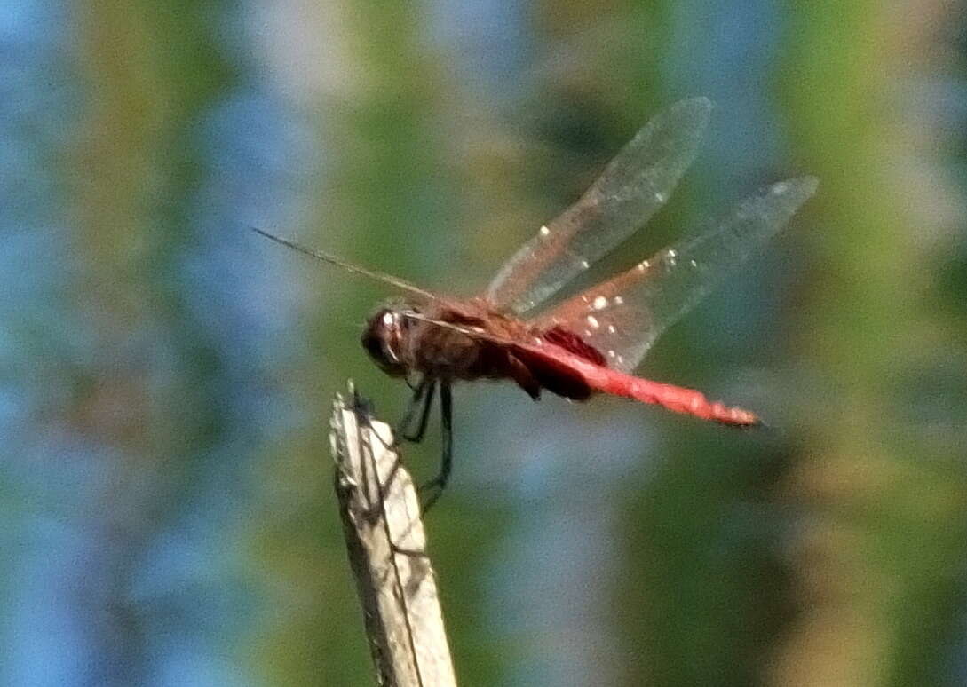 Tramea limbata (Desjardins 1835) resmi