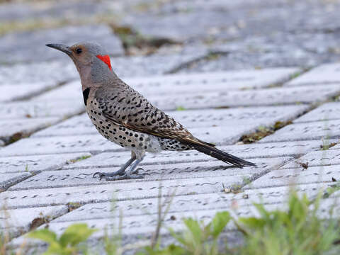 Image of Northern Flicker