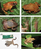 Plancia ëd Blythophryne beryet Chandramouli, Vasudevan, Harikrishnan, Dutta, Janani, Sharma, Das & Aggarwal 2016