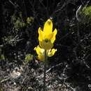 Chloraea cuneata Lindl. resmi