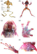 Plancia ëd Blythophryne beryet Chandramouli, Vasudevan, Harikrishnan, Dutta, Janani, Sharma, Das & Aggarwal 2016