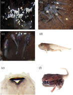 Plancia ëd Blythophryne beryet Chandramouli, Vasudevan, Harikrishnan, Dutta, Janani, Sharma, Das & Aggarwal 2016