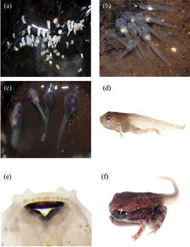 Plancia ëd Blythophryne Chandramouli, Vasudevan, Harikrishnan, Dutta, Janani, Sharma, Das & Aggarwal 2016