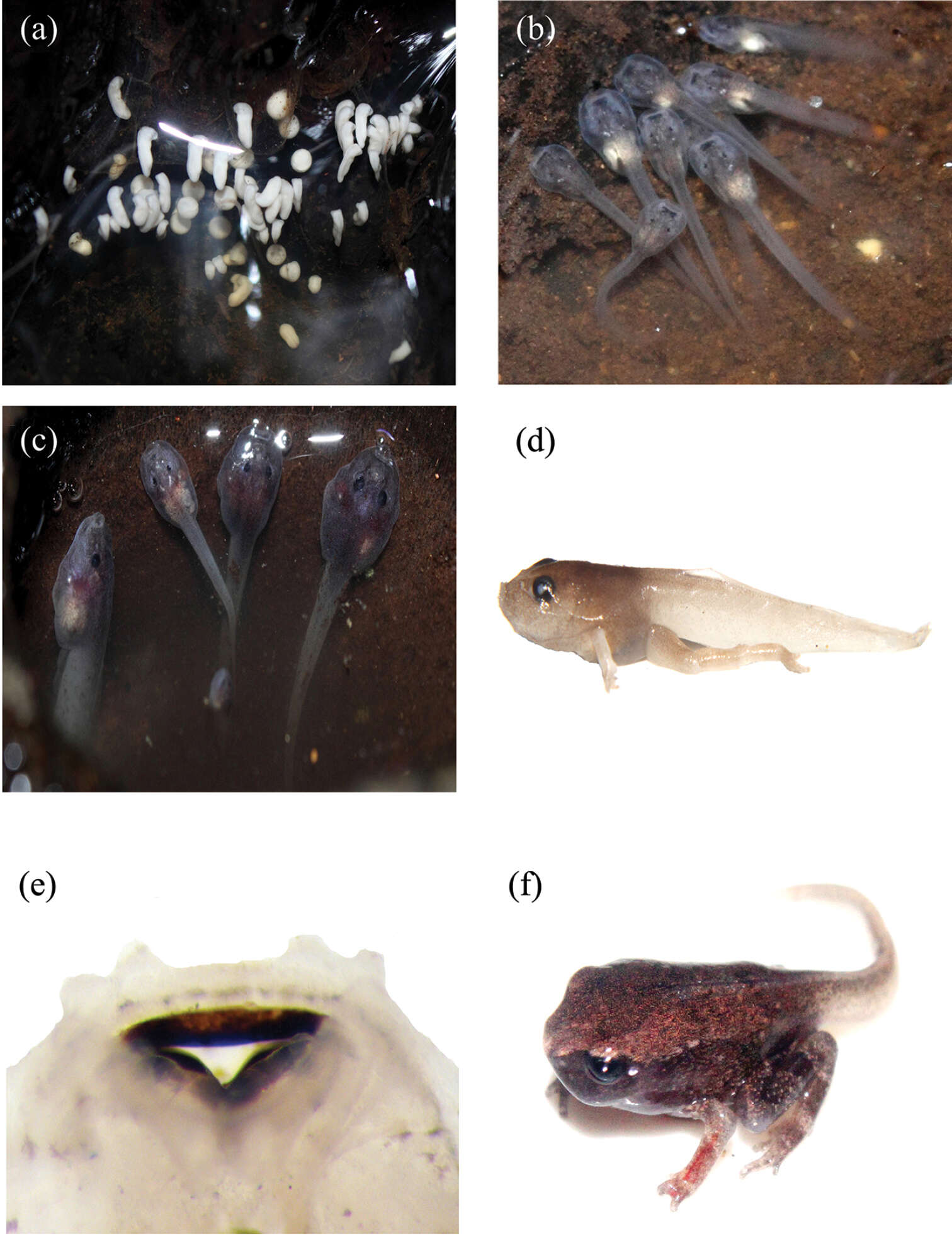 Plancia ëd Blythophryne beryet Chandramouli, Vasudevan, Harikrishnan, Dutta, Janani, Sharma, Das & Aggarwal 2016