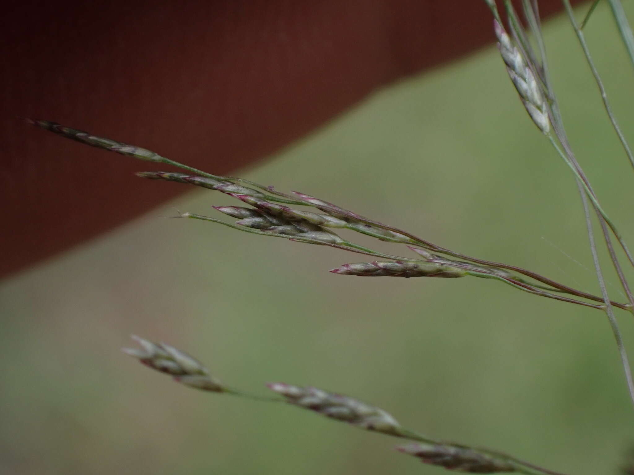 صورة Eragrostis tenuifolia (A. Rich.) Hochst. ex Steud.