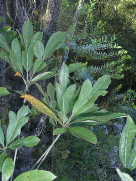 Image of Common Cabbage Tree