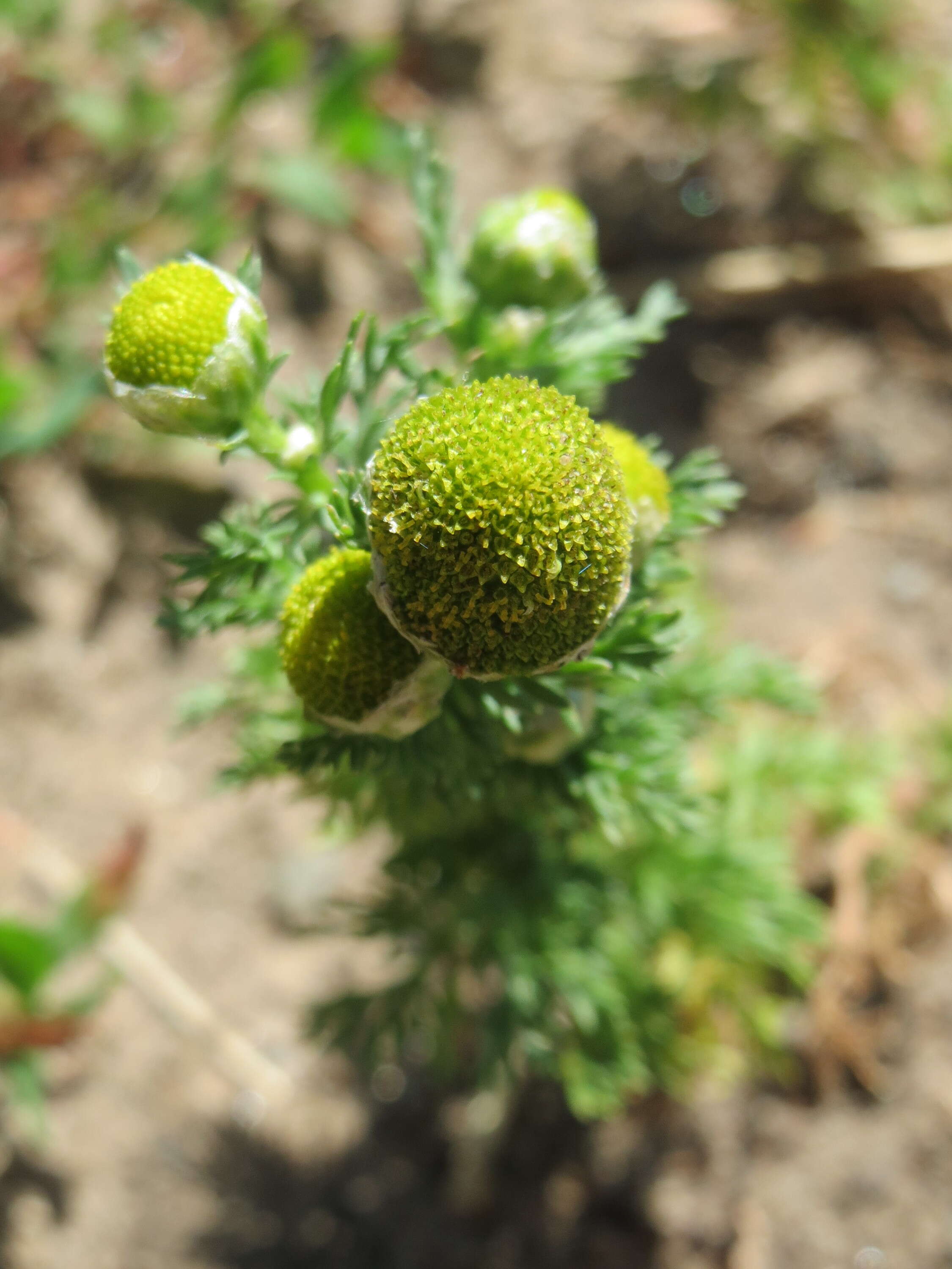 Image of disc mayweed