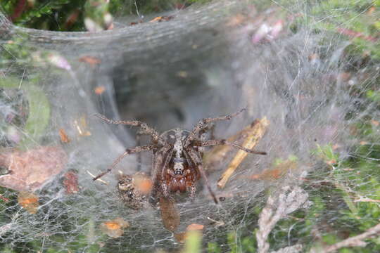 Agelena labyrinthica (Clerck 1757) resmi