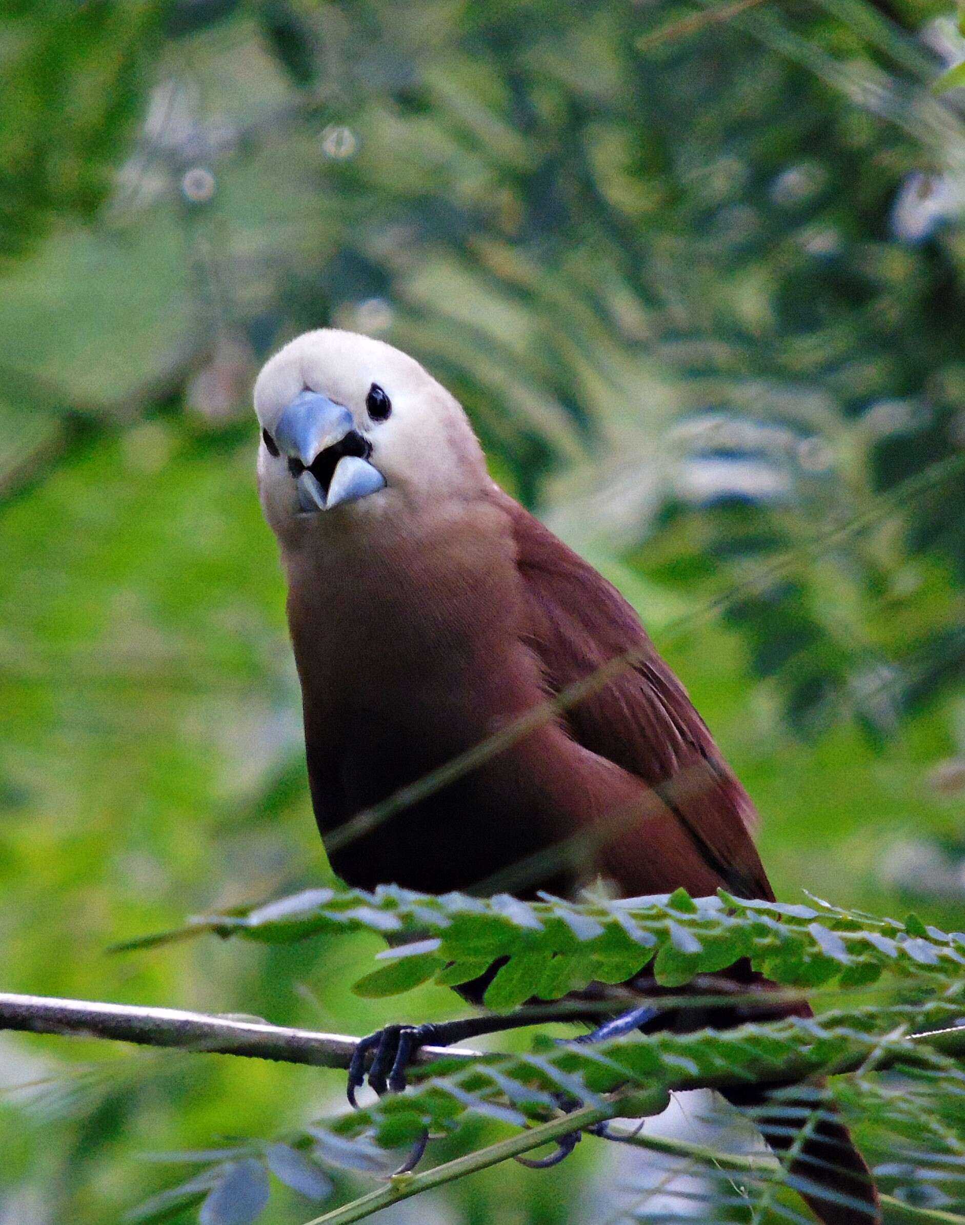 Image of White-headed Munia