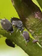 Image of Ivy aphid