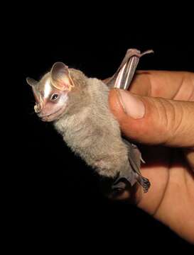 Image of striped yellow-eared bat