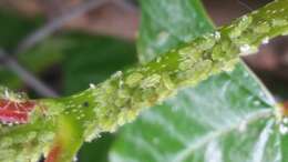 Image of Rose Aphid