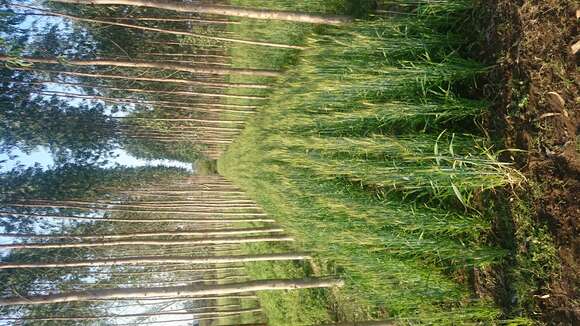 Image of forest redgum