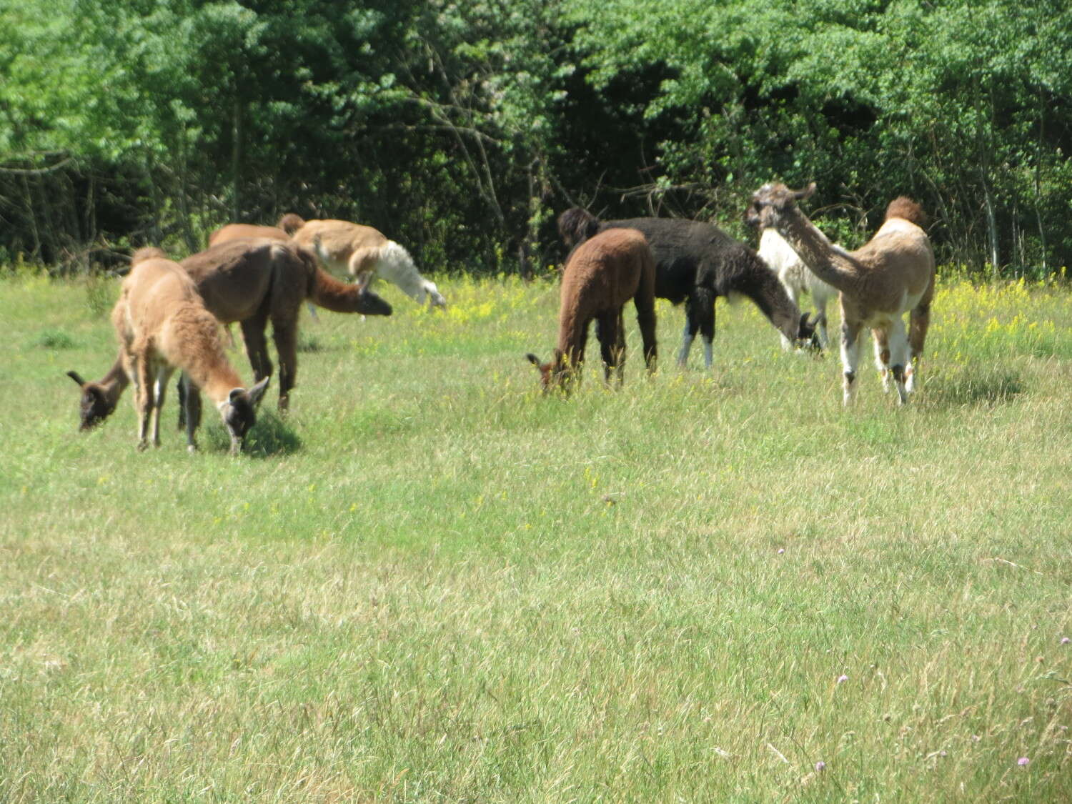 Image of Alpaca