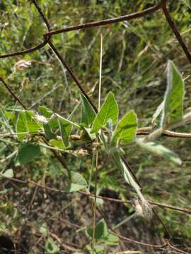 Imagem de Convolvulus betonicifolius Miller