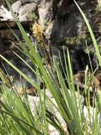 Image of Western Rough Sedge