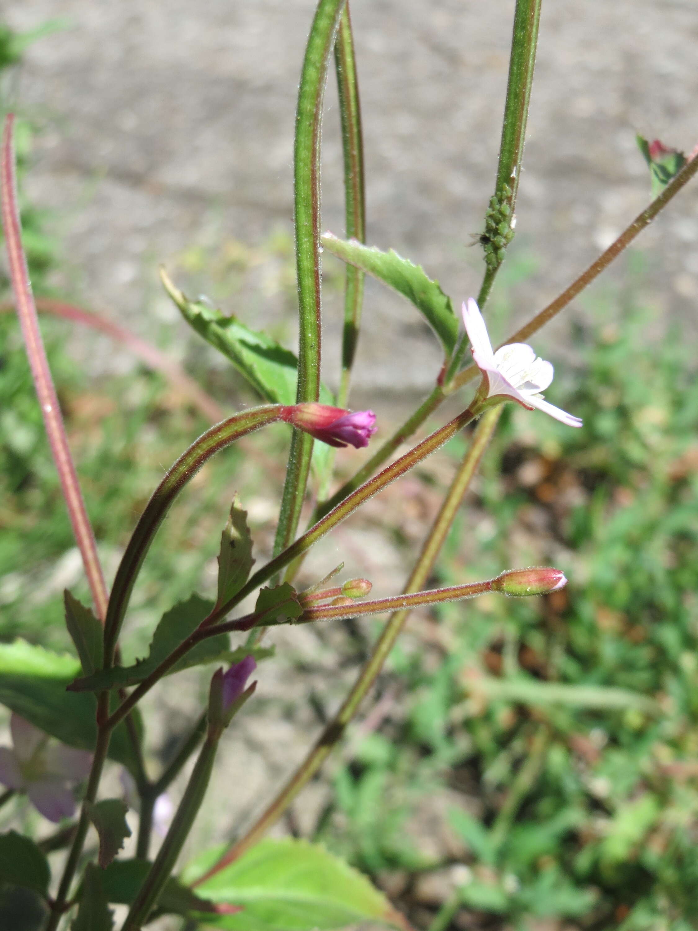 Image of american willowherb