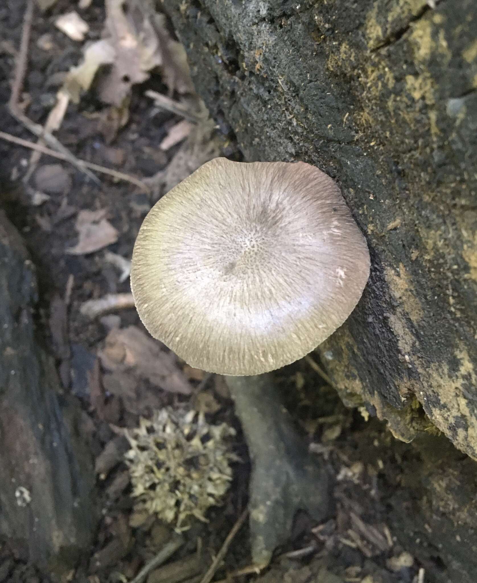 Image of Pluteus septocystidiatus Ševcíková, Antonín & Borovicka 2014