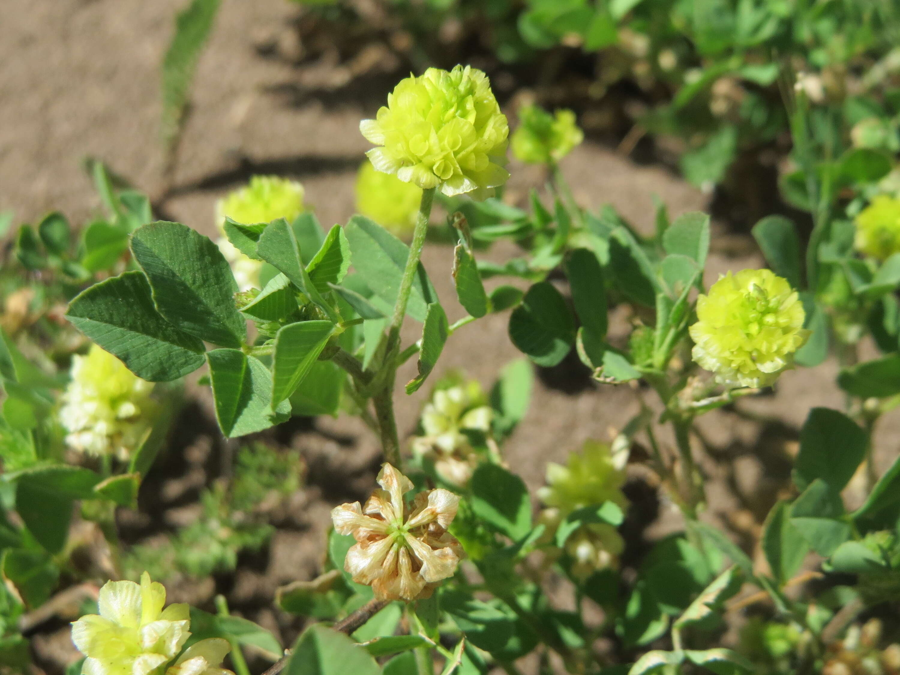 Image of field clover